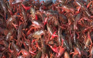 农村养殖小龙虾要注意什么，将黑鱼和鳝鱼作为重点防范对象