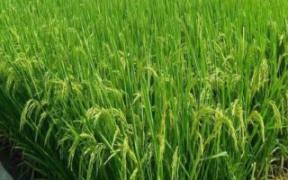 光泰68小麦品种简介,适宜播种期10月上中旬