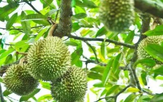 榴莲树的外观，植株较高属于常绿乔木、叶片顶端较尖底部为圆形