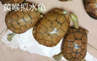 水龟的种类,常见的有这十种