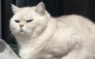 猫疱疹病毒感染的症状,通常会引起咳嗽、流鼻涕,眼睛红肿等