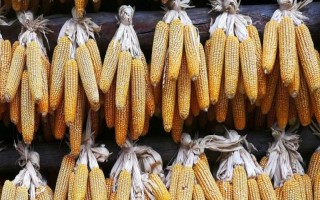 奥玉116玉米品种简介，密度控制在4500株/亩以下