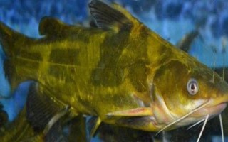 黄骨鱼养多久才能上市，需养殖12-13个月才能售卖