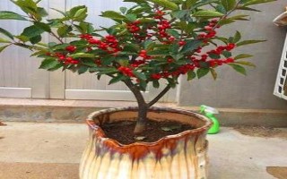 冬青树有什么特点,其枝叶繁茂且四季常青