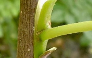 成活率高的嫁接方法，有芽接法、劈接法、插皮接法等