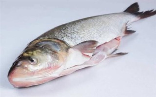 鲢鱼会不会自行繁殖，性成熟之后便具备繁殖能力