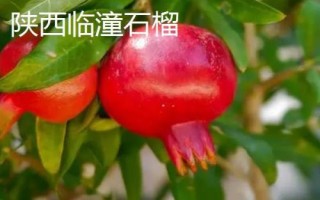 中国石榴第一县是什么地方，规模和产量是我国石榴产区之首