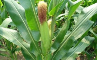 巍德709玉米品种简介,适宜播期4月下旬至5月上旬