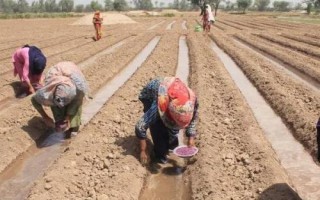 棉花适期播种原则，需适时播种