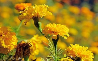 万寿菊的形态特征，株高在150厘米左右