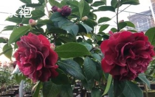 十大名贵山茶花品种介绍，各具特色