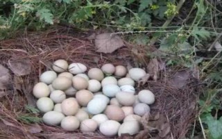 野鸡苗公母如何鉴别，以翻肛鉴别为主