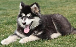 阿拉斯加犬感冒如何处理，可饲喂宠物专用的感冒冲剂