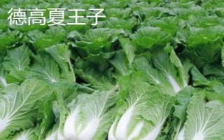 白菜亩产多少,生长周期为55天左右