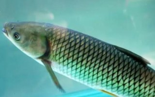 草鱼能长到什么程度，体重最多可超过40公斤