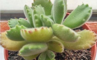 熊童子叶子发黄怎么处理，要适当控水并保证光照