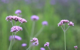 马鞭草如何种植，播种时间为4月下旬-5月上旬