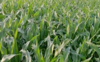 辰诺505（利禾710）玉米种子特点，出苗至成熟134.7天