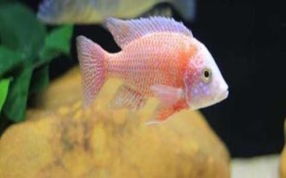 马鲷鱼好不好养，要求较高不易饲养