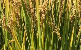 荃优华占水稻种子介绍，鄂北4月下旬播种