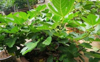 无花果的种植前景，当前市场需求大前景可观