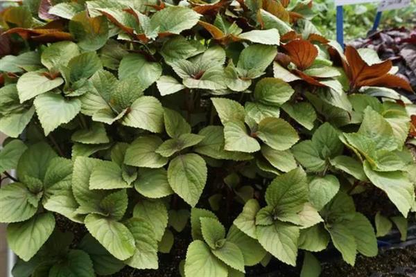 紫苏怎么养殖，生长阶段每个月追施一次肥料