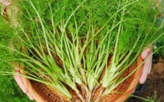 茴香的收获时间,5-6月份和9-10月份均可收获
