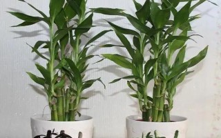 富贵竹的分株方法,取出植株剪除烂根再栽种