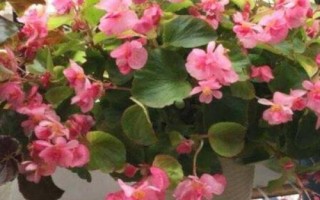 四季海棠如何修剪，一般在春季和秋季进行