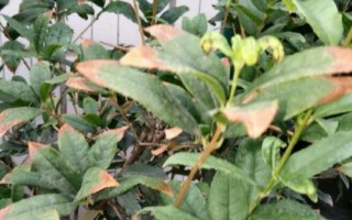 桂花叶片发黄的原因，可能是浇水过多、长期缺水、暴晒等导致的