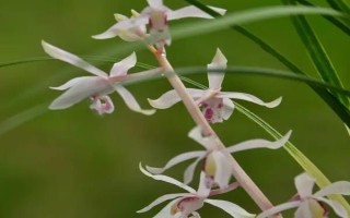 花中四君子的产地,梅花主要分布在我国西南安徽、浙江一带