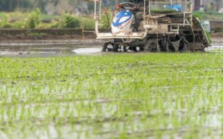 谷雨节气的农事谚语,要想庄稼好、管理要趁早