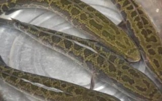 黑鱼一年能长多少斤，体重一般能增加1斤左右