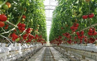 无土栽培蔬菜有哪些，常见的有番茄、苦瓜等