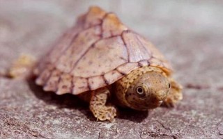 剃刀龟水肿能否自己恢复，器官受损或病变需进行药物治疗