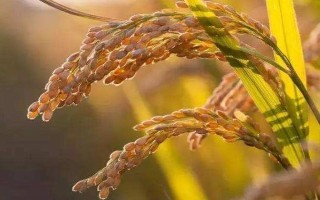 龙粳46水稻种子特点，该品种主茎11片叶