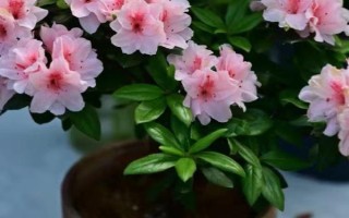 杜鹃如何浇水，一定要掌握见干见湿的原则