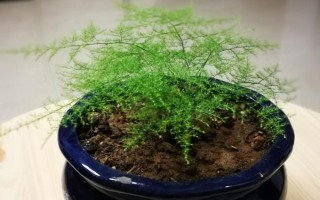 土培文竹叶片发黄如何处理，可采取修剪黄叶、更换盆土等措施