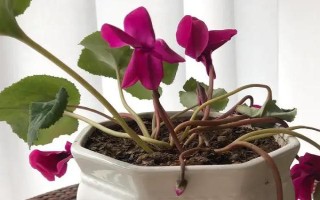 让仙客来种子快速发芽的方法，要放在适温环境中催芽并喷水保湿