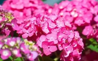 绣球花的繁殖方法,可采取扦插、压条、分株等方式
