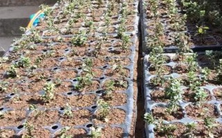 薰衣草的繁殖方式，可播种育苗或扦插繁殖