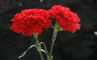 红色康乃馨适合送什么人，适合赠送给母亲或师长