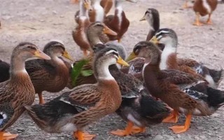 鸭子在夏季容易死亡的原因,一般是高温、养殖密度大、感染病害等因素所致