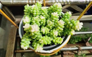 多肉玉坠的养殖方法，需确保充足的散射光照