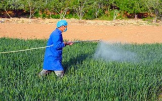 麦青的简介，也叫麦苗属于一年生草本植物
