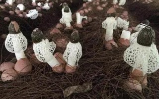 竹荪的价格，一斤需要75-350元左右