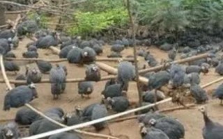 珍珠鸡的养殖技术,选择干燥且温暖的环境养殖为佳