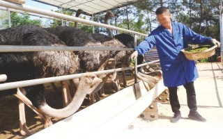养殖户对于饲料成本与饲养成本的误区，饲料成本越低越好是一种错误的想法