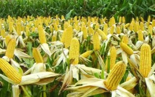 脆甜糯5号玉米种子特点,该品种属于甜糯类