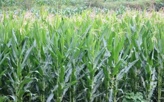 博金100玉米种子介绍，出苗至成熟132天